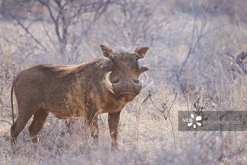 野生非洲疣猪，南非图片素材