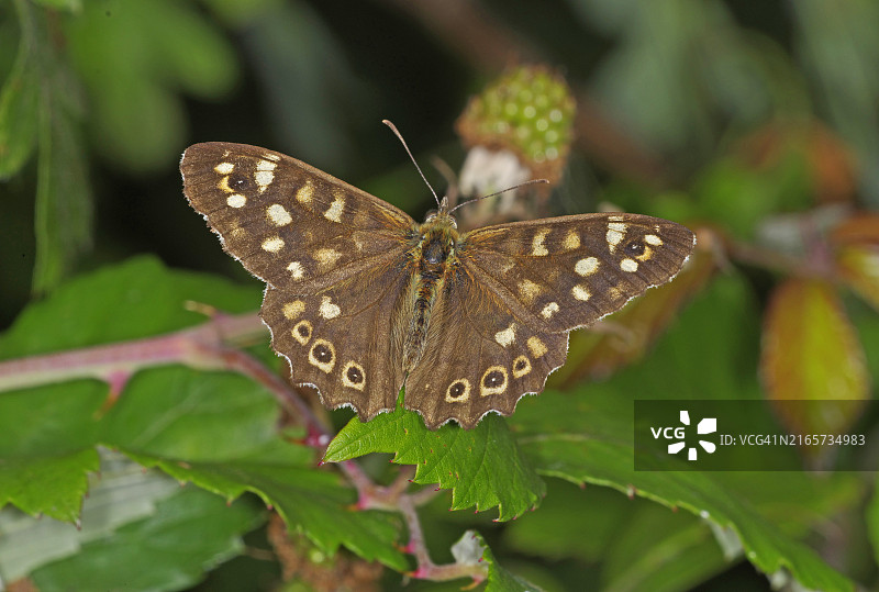 斑纹木蝴蝶图片素材