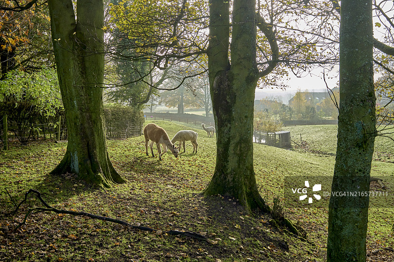 在英国约克郡的农场上吃草的美洲驼图片素材