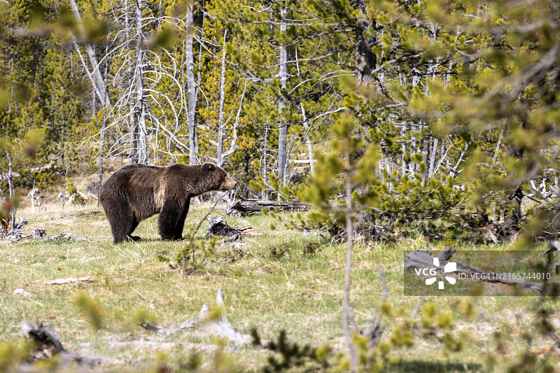 黄石国家公园的灰熊图片素材