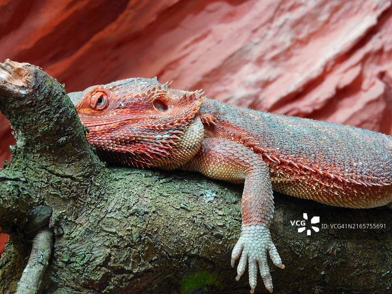 放松时请勿打扰，德国巴伐利亚图片素材