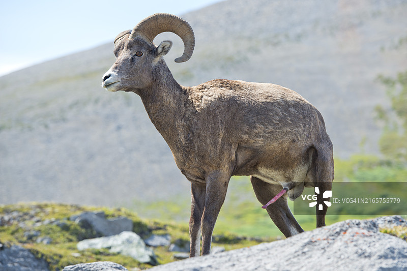 站在岩石上的山羊侧面照图片素材