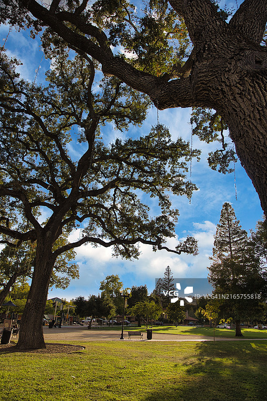 天空背景下的田野树木，美国加州帕索罗布尔斯图片素材