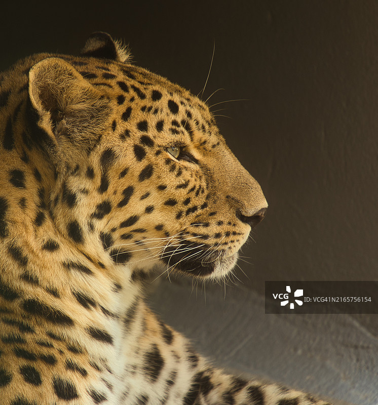 阿拉伯联合酋长国豹子特写图片素材