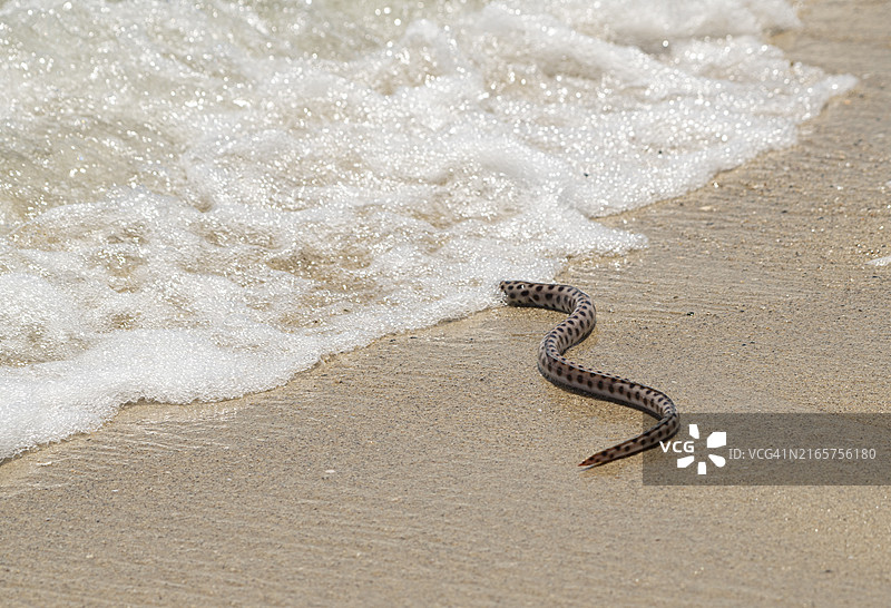 墨西哥海滩上蛇的高角度视图图片素材
