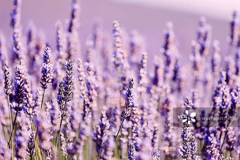 美国加利福尼亚州塞瓦斯托波尔的紫色开花植物特写图片素材