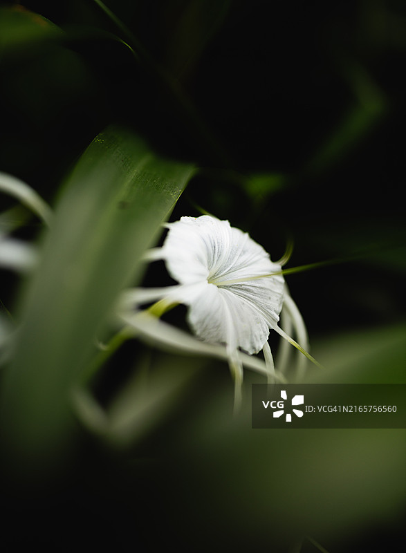 白花的特写图片素材