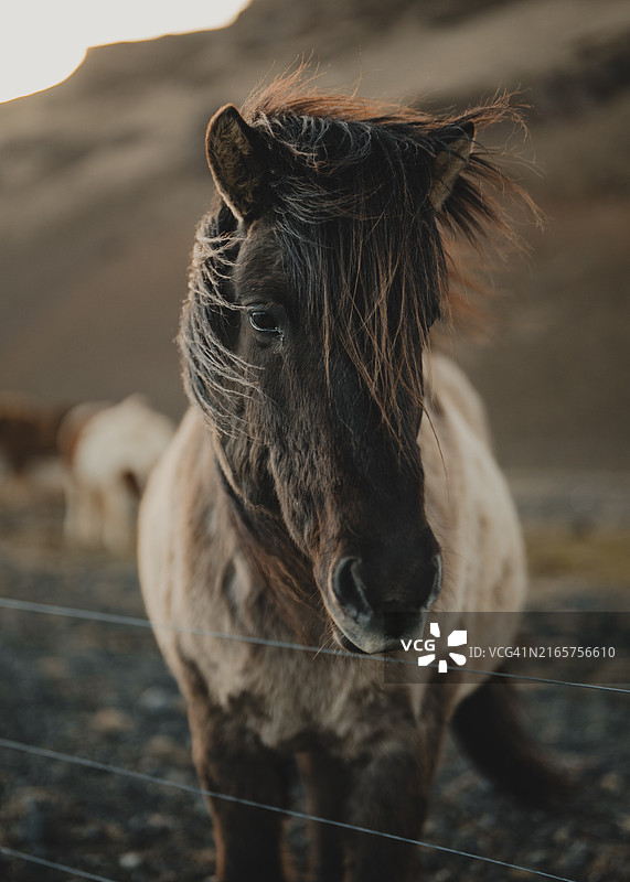 冰岛南部地区马的特写肖像图片素材