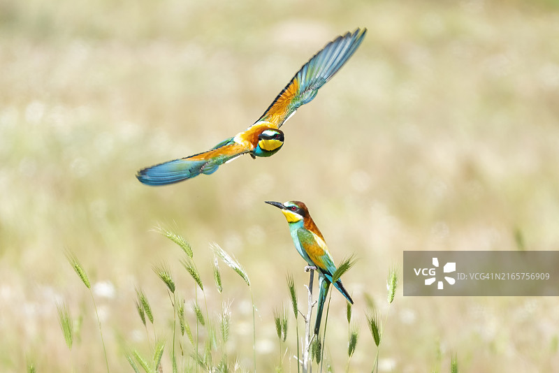 植物上的鸟类特写图片素材