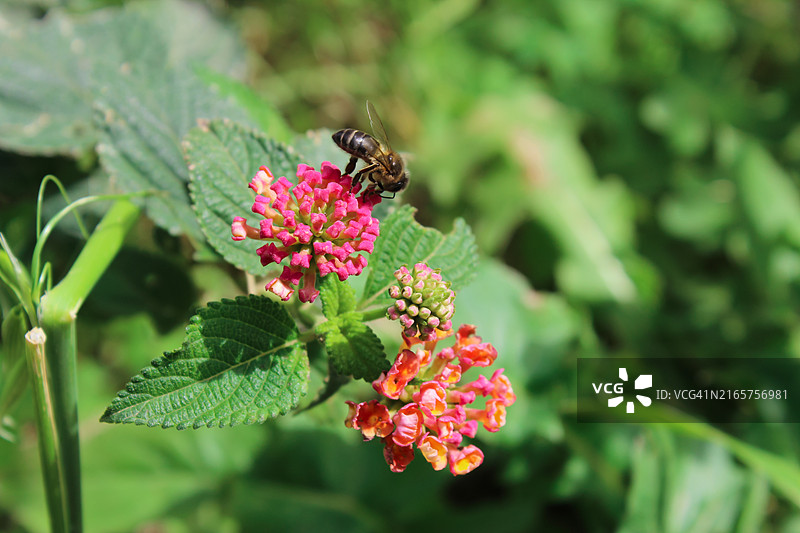 蜜蜂在花上的特写图片素材