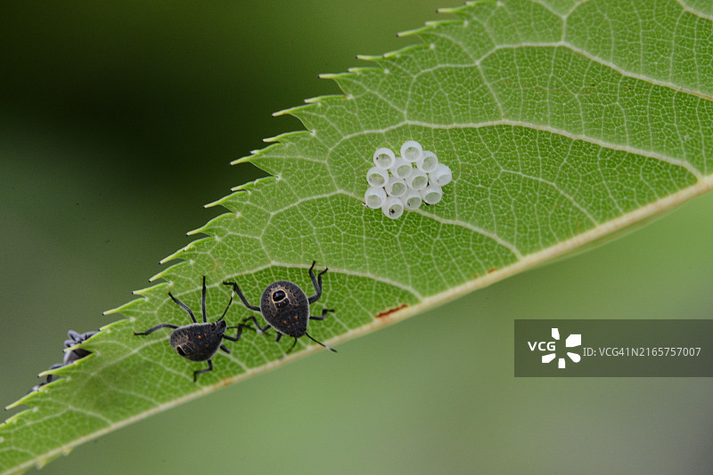叶子上的昆虫特写，日本图片素材