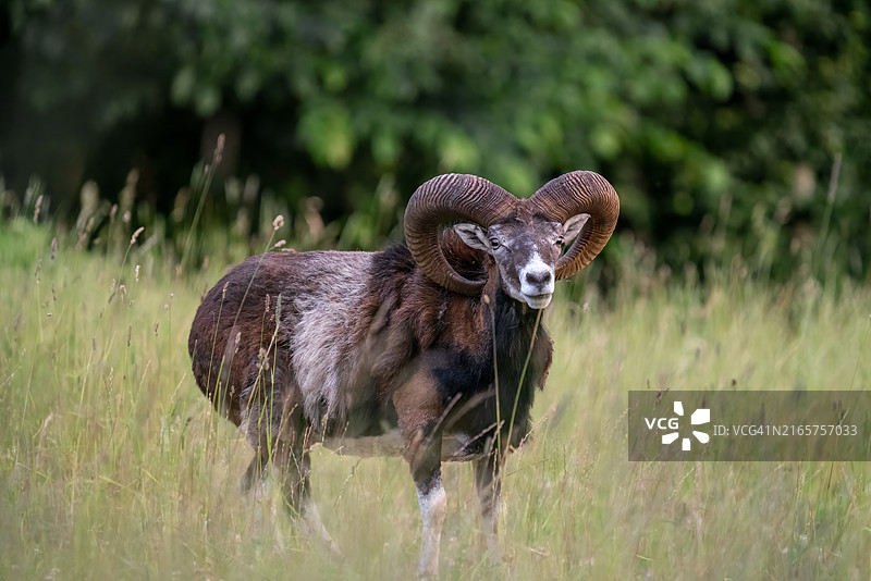 小牛肖像图片素材