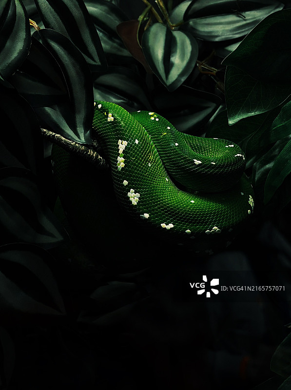 法国里昂植物上的蟒蛇特写图片素材