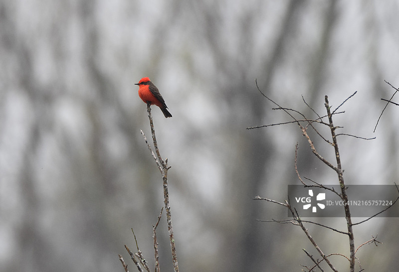 栖息在树枝上的鸣禽特写，尼德维尔，美国图片素材