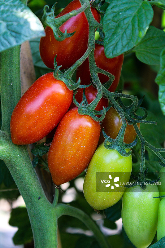植物上的番茄特写图片素材