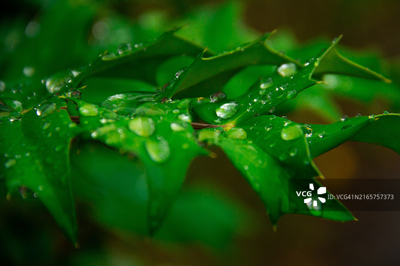 特写：法国卢瓦尔河地区勒芒，树叶上的雨滴图片素材