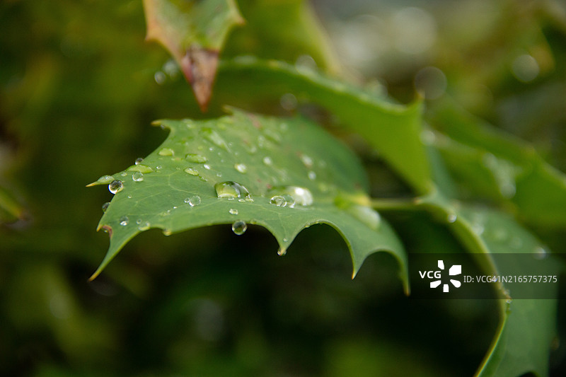 特写：法国卢瓦尔河地区勒芒，树叶上的雨滴图片素材