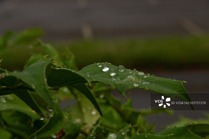 特写：法国卢瓦尔河地区勒芒，树叶上的雨滴图片素材
