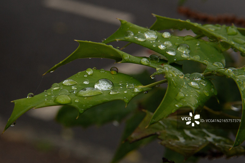特写：法国卢瓦尔河地区勒芒，树叶上的雨滴图片素材