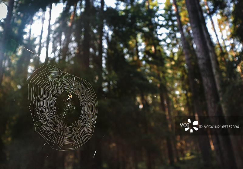 俄罗斯森林中蜘蛛网上的蜘蛛特写图片素材