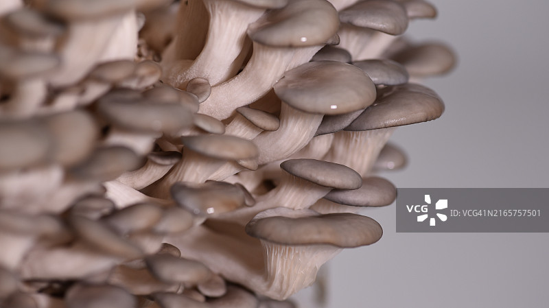 蘑菇特写图片素材