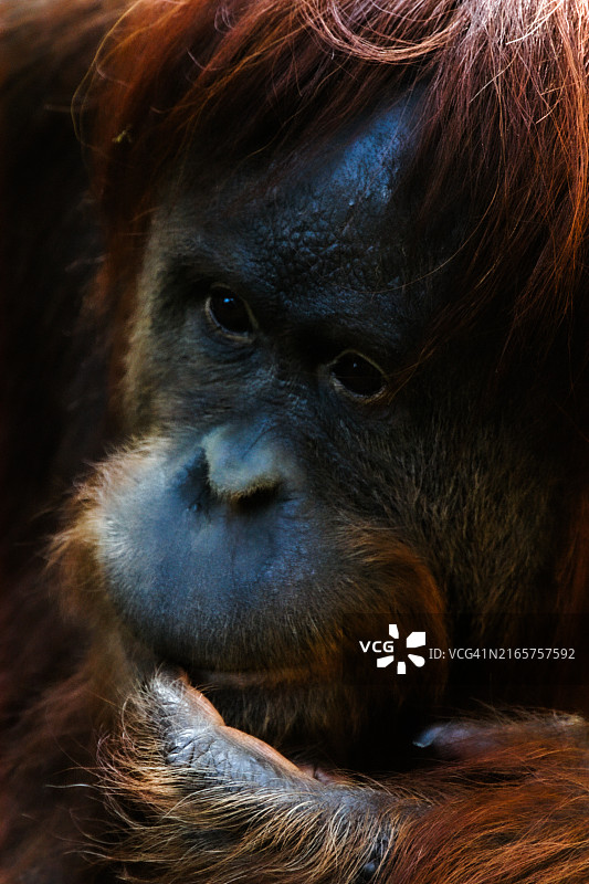 大猩猩特写图片素材