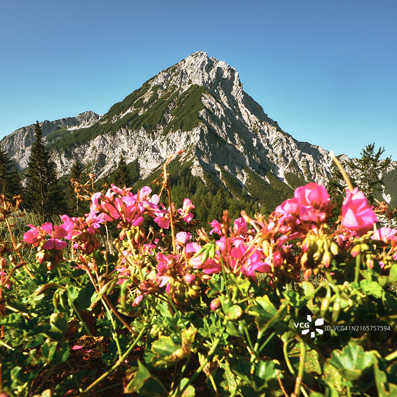 粉色开花植物特写图片素材