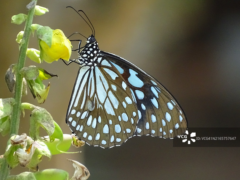 黄色花朵上的蝴蝶特写，印度安得拉邦维沙卡帕特南图片素材