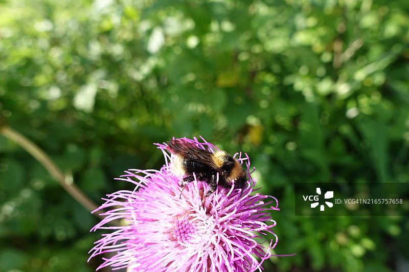 大黄蜂在紫色花朵上授粉特写图片素材