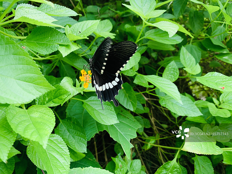 植物上蝴蝶的特写，孟加拉国吉大港图片素材