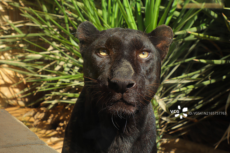 黑色宠物犬肖像，阿拉伯联合酋长国图片素材