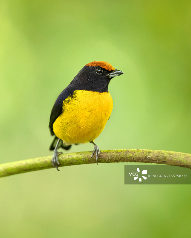 栖息在树枝上的山雀特写图片素材