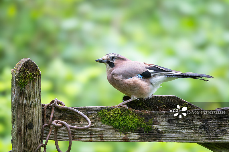 燕雀栖息在木头上特写，英国坎布里亚图片素材