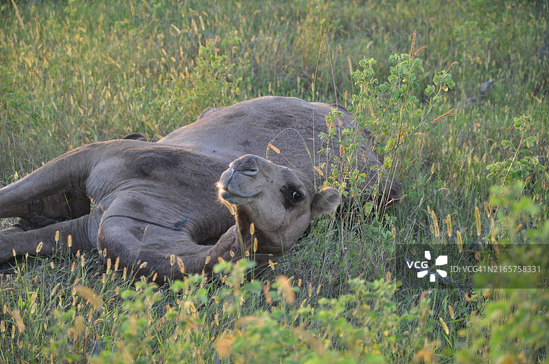 田野上的海豹特写图片素材
