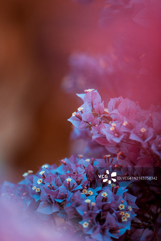 樱花特写图片素材