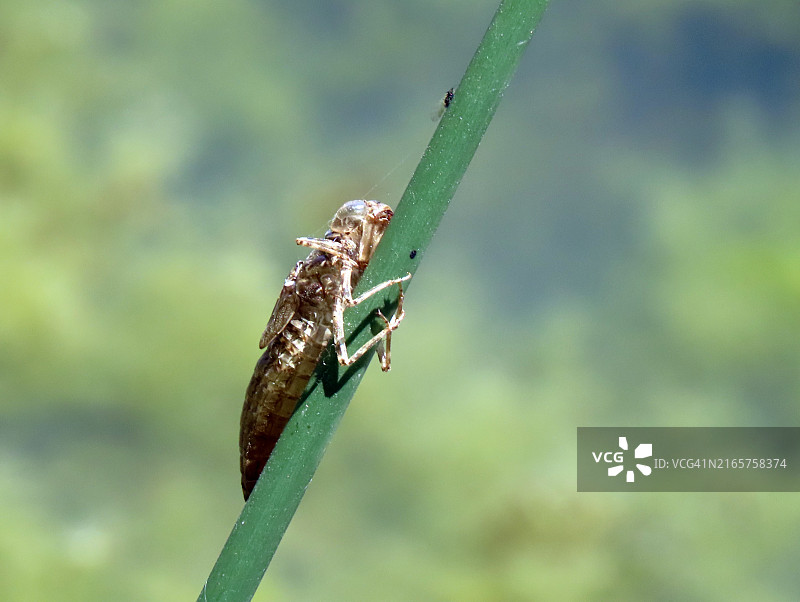 昆虫在植物上的特写图片素材