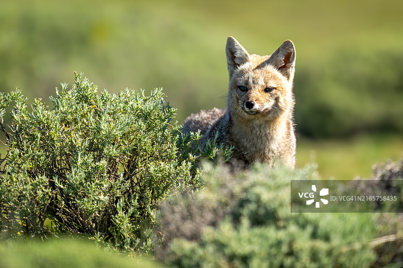 越过灌木丛的南美灰狐图片素材