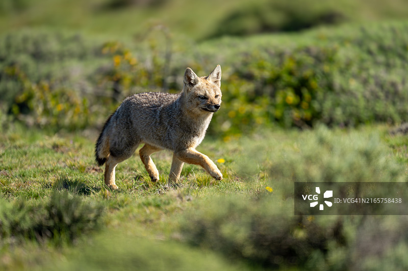 在灌木丛中奔跑的南美灰狐图片素材