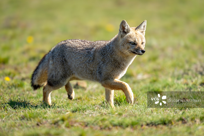在草地上奔跑的南美灰狐图片素材