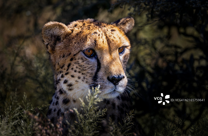 纳米比亚的狮子特写图片素材