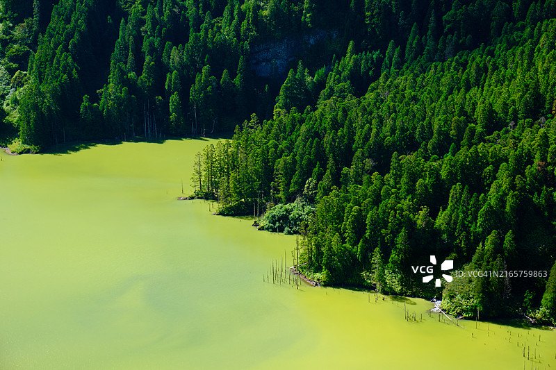 高角度拍摄：葡萄牙弗洛雷斯岛森林中的松树图片素材