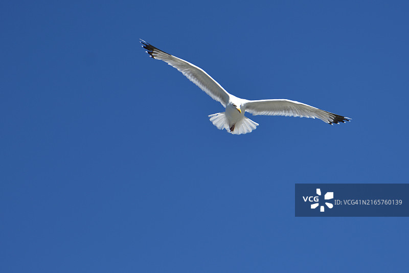 低角度仰望海鸥在晴朗的蓝天下飞翔图片素材