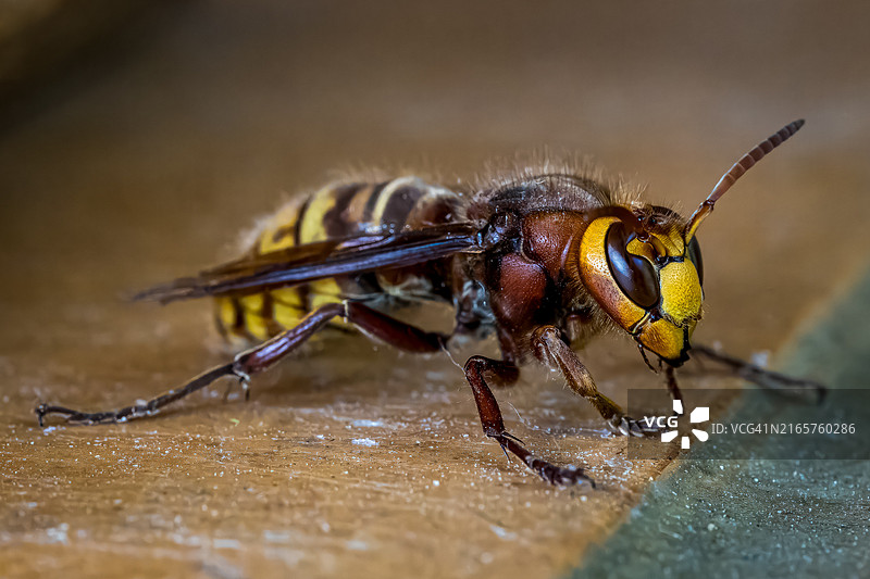英国斯托克布里奇昆虫特写图片素材