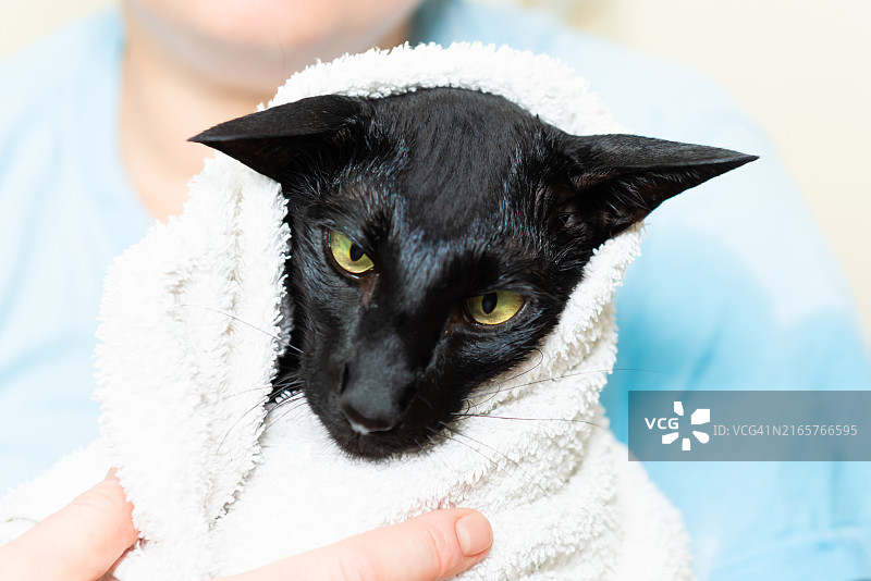 浴后裹着毛巾的黑猫图片素材