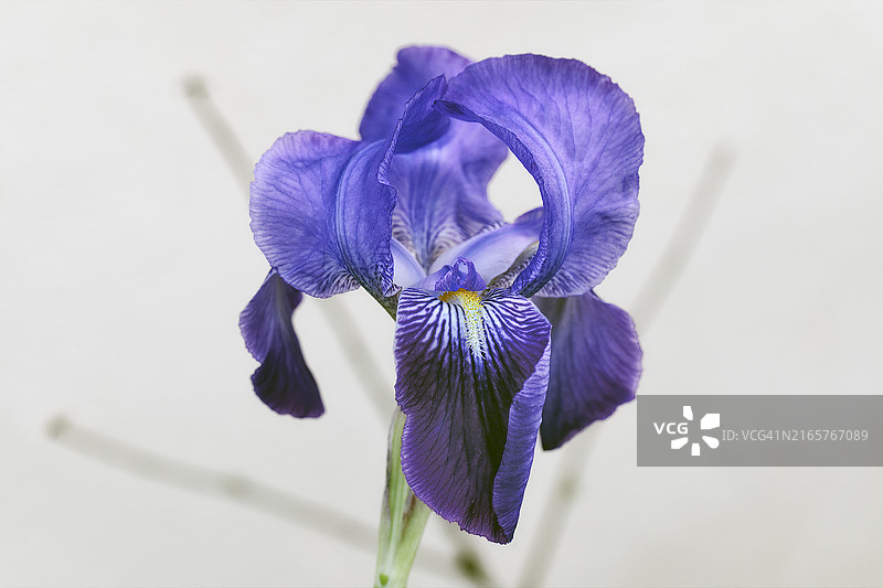 紫色鸢尾花特写图片素材