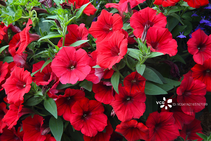 圣彼得港街头花篮中鲜红的矮牵牛花图片素材