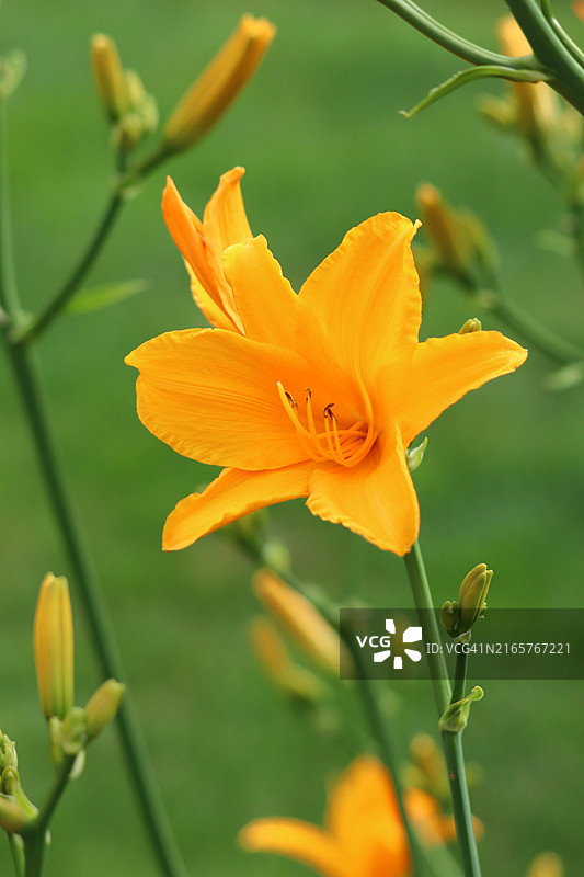 橙色花朵的特写图片素材