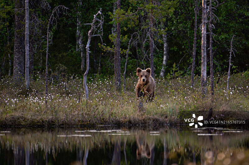 湖中奔跑的狗全身照图片素材
