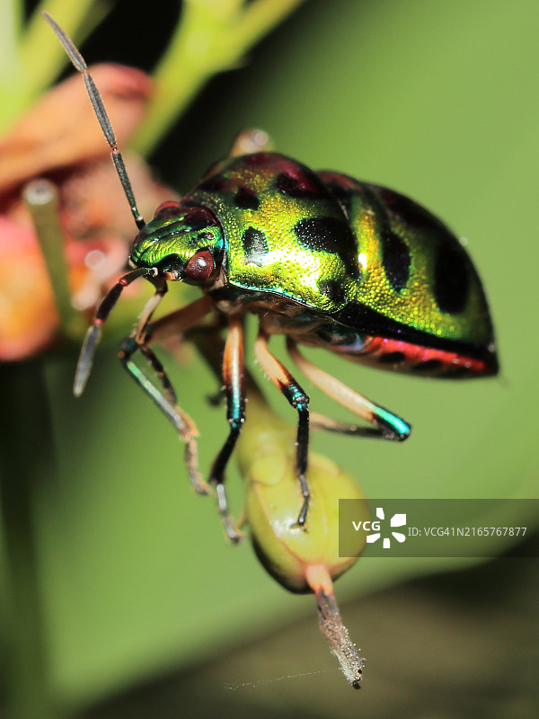 昆虫特写图片素材