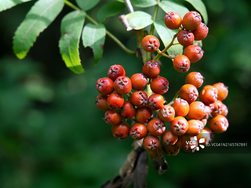 树上生长的浆果特写图片素材